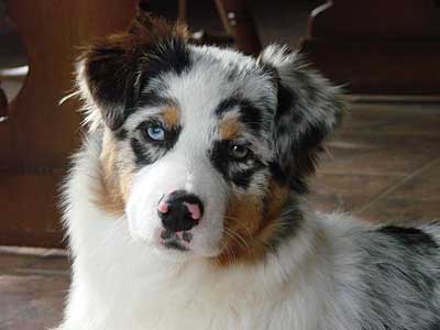 Australian Shepherd Breeders