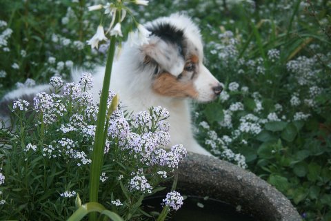 australian shepherd puppies. Australian Shepherd Puppy