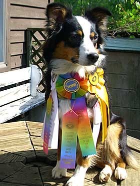 Rally Obedience Dog Sport