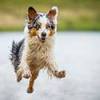 Wet Australian Shepherd running.