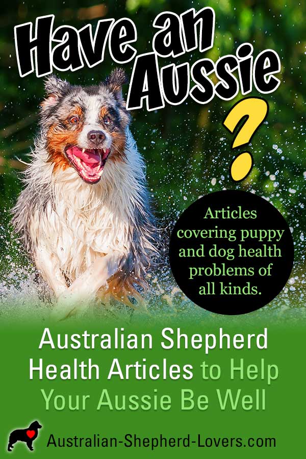 Australian Shepherd Health Issues | Puppy And Dog Health Problems