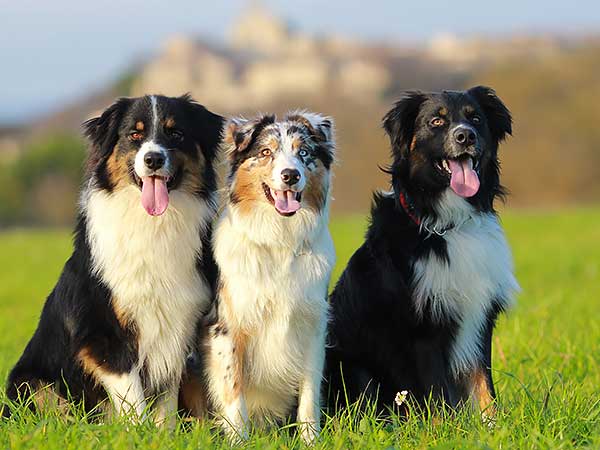 Is The Australian Shepherd The Right Breed For You
