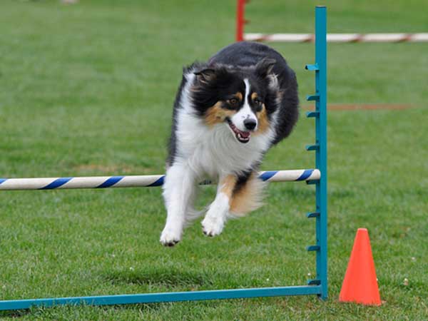 Agility Classes Will Help You Get Off On The Right Paw