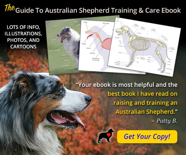 How to Train an Australian Shepherd Puppy: Timeline & Milestones