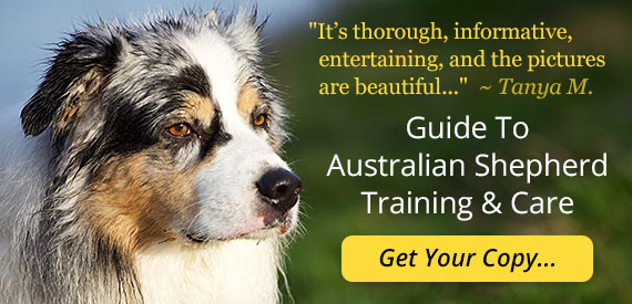 Australian Shepherd Guide, Exercise Needs, Stories & Tips