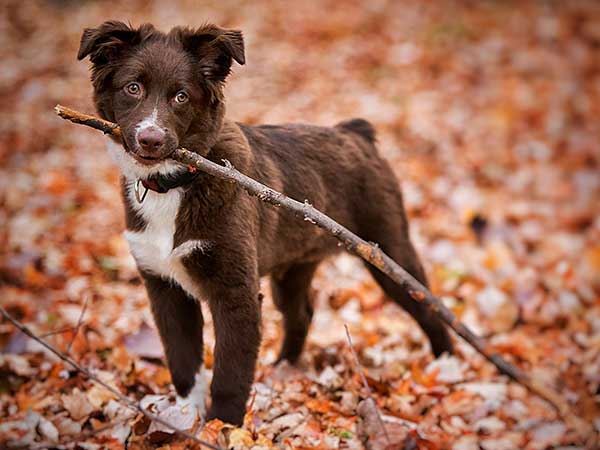 4 month clearance australian shepherd