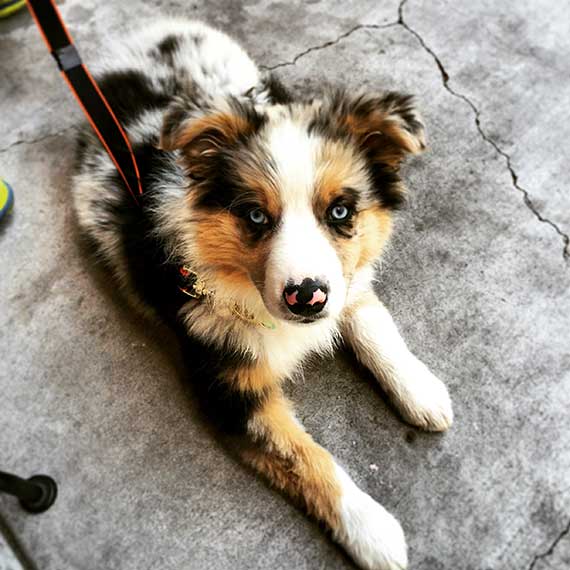 Australian Shepherd Photo of the Month