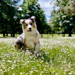 Australian Shepherd

Photo of the Month