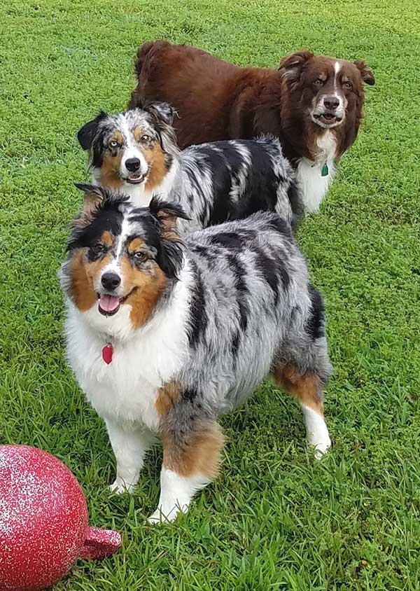 6 month old mini australian shepherd