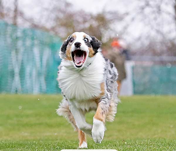 are australian shepherds good with goats