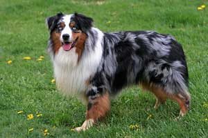 Guide To Australian Shepherd Training and Care