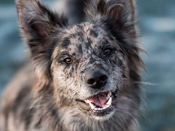 A At Australian Shepherd Dogs | Aussie Mix Forum