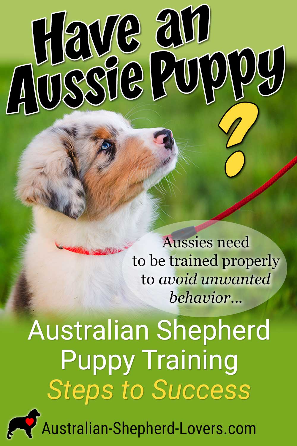 Australian Shepherd Puppy Training Steps To Success