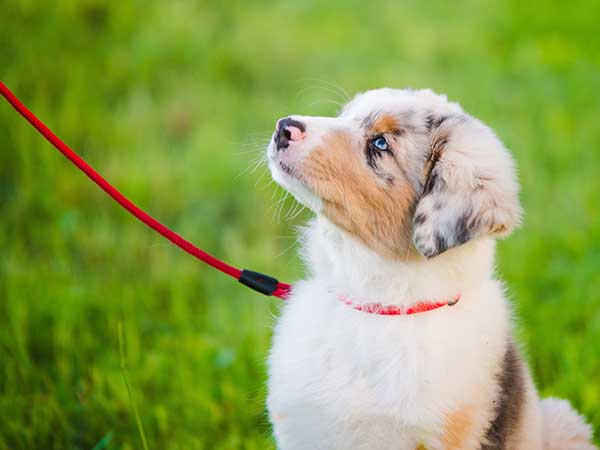 Australian Shepherd Puppy Training Steps to Success