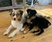 Australian Shepherd Puppies For Sale