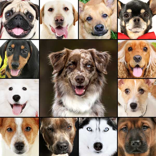 The Importance Of Choosing The Best Dog Breed For You