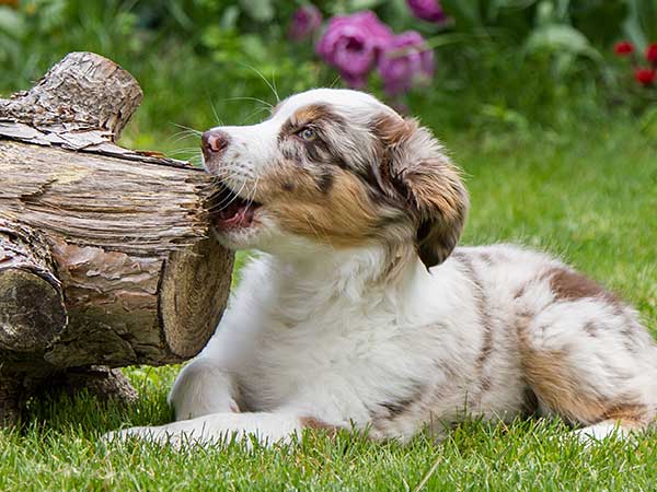 https://www.australian-shepherd-lovers.com/image-files/best-dog-chew-toys.jpg