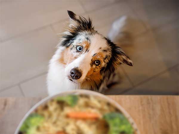 are carrots good for a australian shepherd