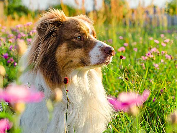 Are BIXBI Dog Food and Treats Really 