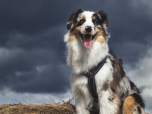 How to Help Calm Your Dog During a Storm and Keep Them Safe