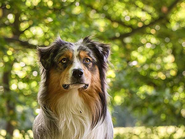 Could Your Dog Be Affected By Canine Dementia?