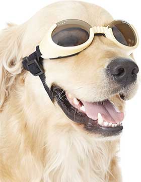 do they make dog glasses