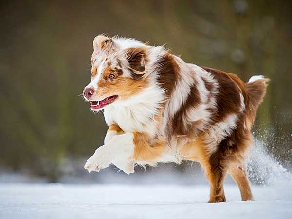 Chondroitin For Dogs: Does It Really Work?