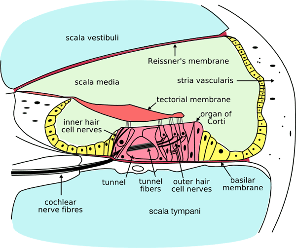 Cochlea Diagram Labeled