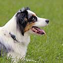 Blue merle Australian Shepherd wearing dog collar.