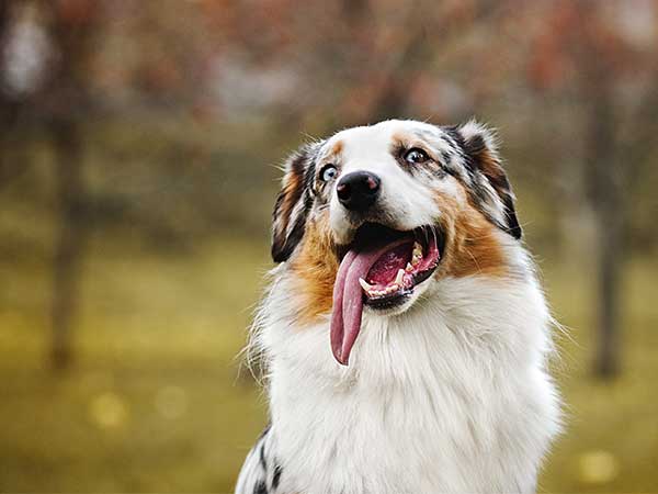 do dog cooling collars work