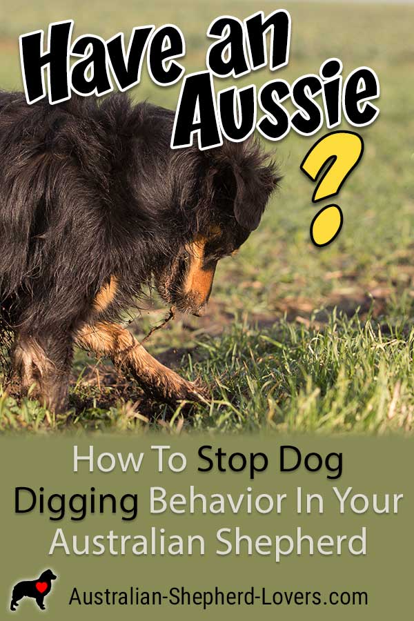 Dog Behavior Training: Why Your Dog Digs and How to Stop It