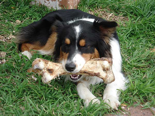 are bones safe for australian shepherd puppies