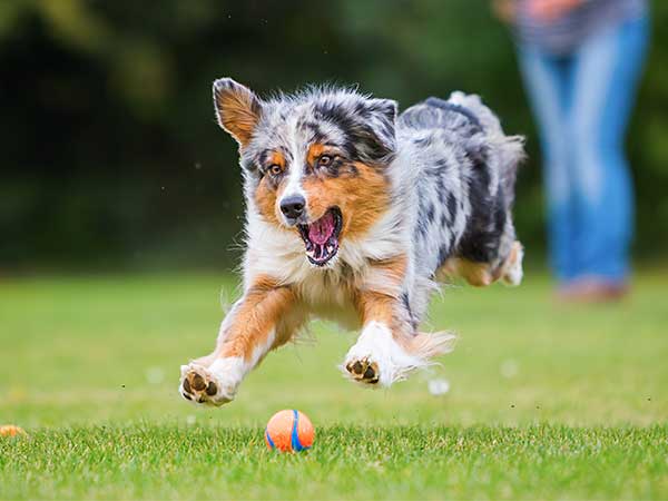 Dog Pet Supplies: Finding the Best Dog Product for Your Aussie