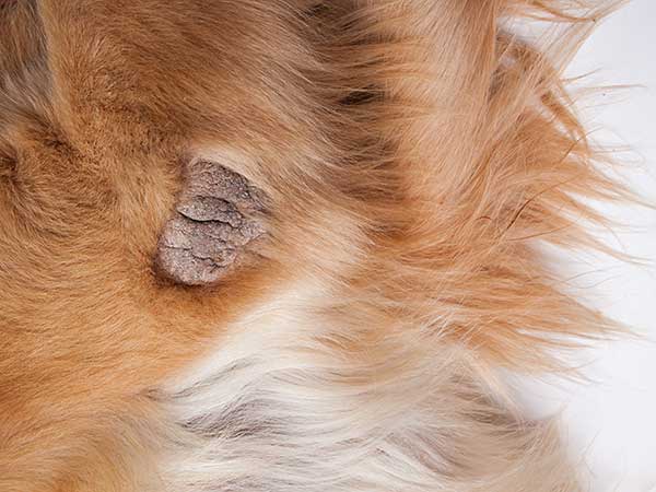 dog skin irritation