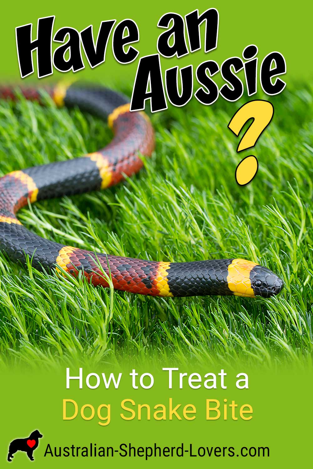 How to Treat a Dog Snake Bite