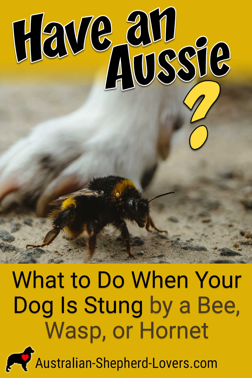 What To Do if Your Dog Is Stung by a Wasp