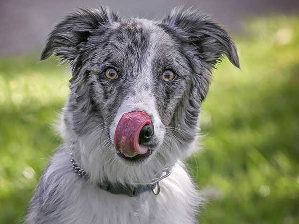 Shock collar for outlet australian shepherd