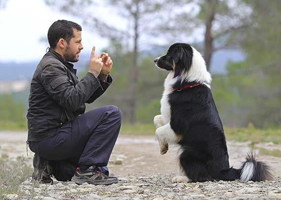 how do i get my dog to obey commands