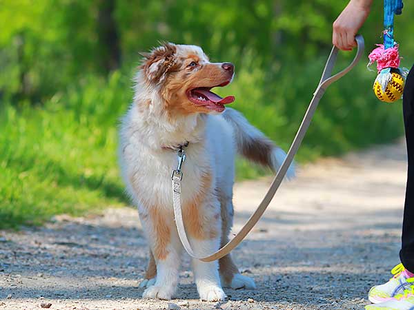 https://www.australian-shepherd-lovers.com/image-files/dog-training-tools.jpg
