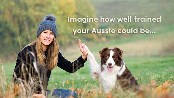 These Dog Training Videos Will Transform Your Aussie