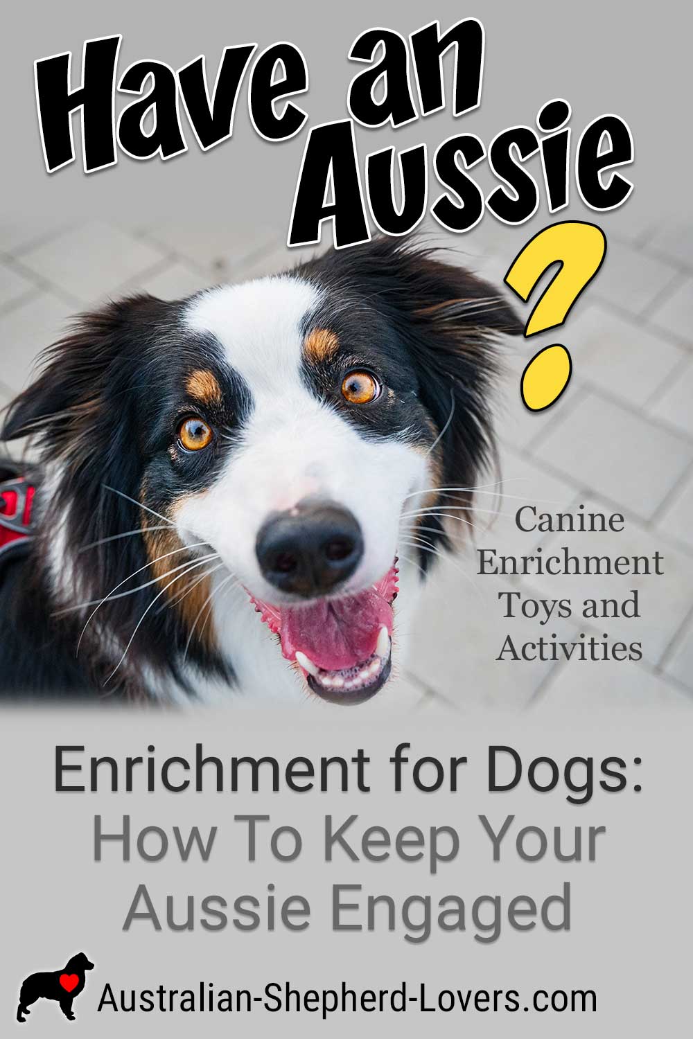 5 Ways to Entertain your Aussie