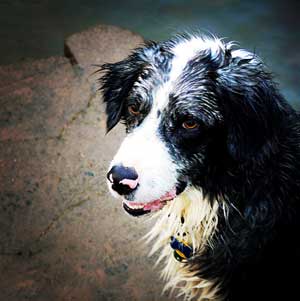 About The Australian Shepherd