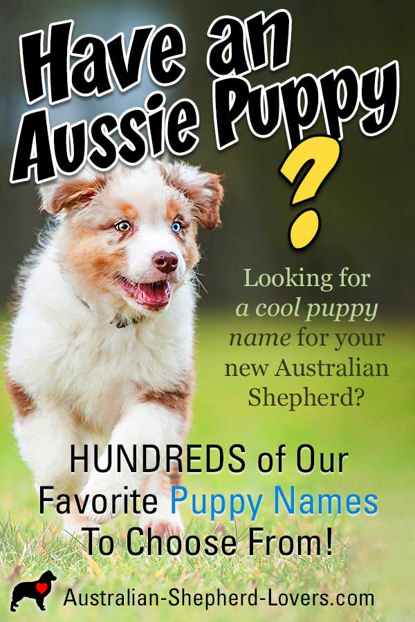 Favorite Names | Australian Shepherd Names