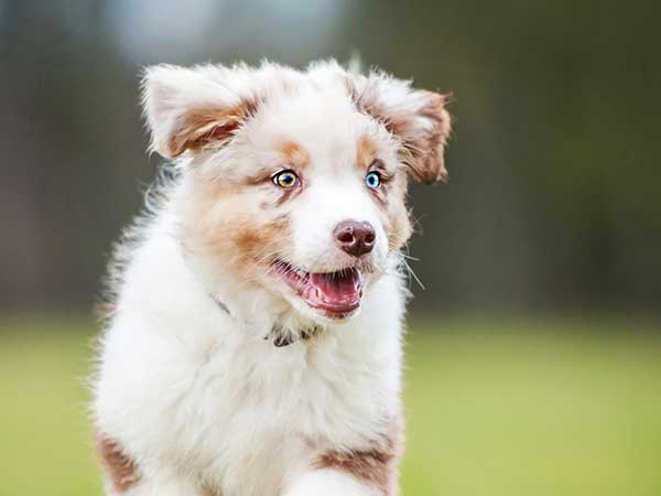 600px x 450px - Favorite Puppy Names | Australian Shepherd Names