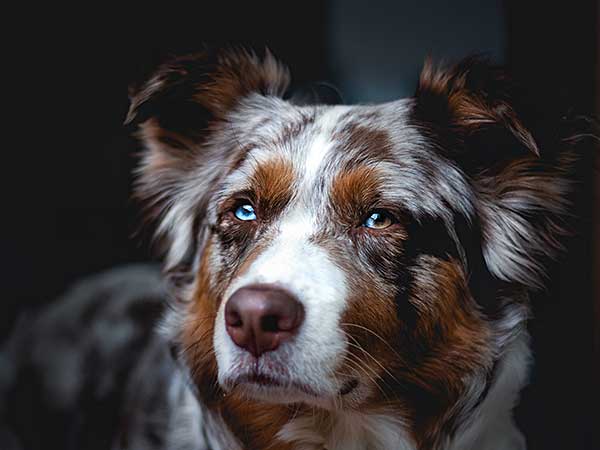 how do i stop my dog from guarding food