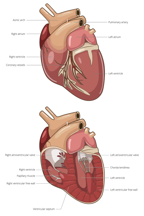 Can A Dog Recover From Congestive Heart Failure