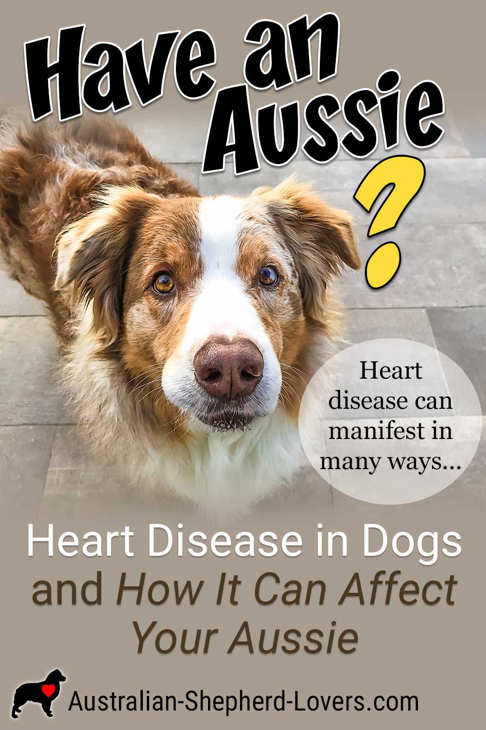 Heart Disease in Dogs and How It Can Affect Your Aussie