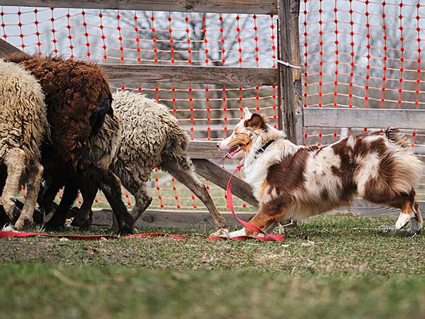 High-Energy Herding Dog Activities