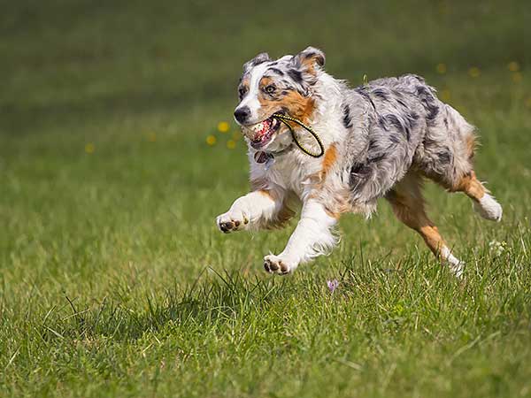 High-Energy Dog Products  Essential Items for High Energy Dogs