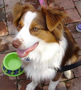 homemade dog food for australian shepherd